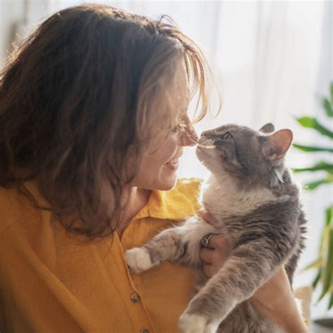 Por Qué Mi Gato Me Lame La Cara 2024