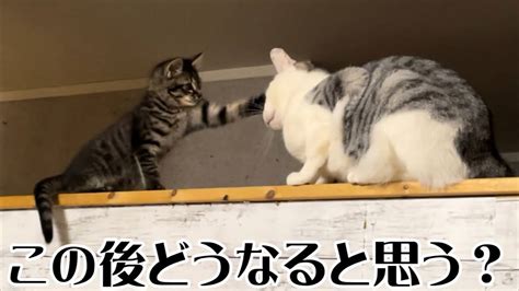 保護した子猫が先住猫にまさかの猫パンチ！！どんな展開になったでしょうか？ Youtube