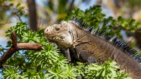 Download Wallpaper 3840x2160 Iguana Lizard Reptile Branch Leaves 4k