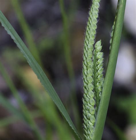 Paspalum Dilatatum Plant Biodiversity Of South Western Morocco