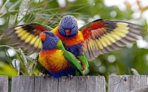 Rainbow Lorikeets Walpaper Hd