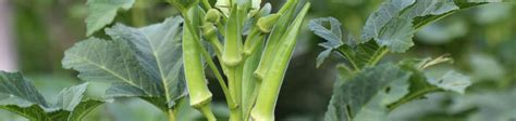 5 Amazing Tips On How To Grow Okra Best Advice To Grow Them Right