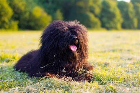 Hungarian Puli Dog Breeds Facts Advice And Pictures Mypetzilla Uk