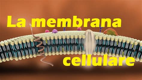 Membrana Plasmatica Struttura E Funzioni