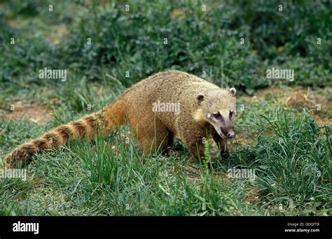 Ringtailed Coati or Coatimundi, nasua nasua Stock Photo - Alamy