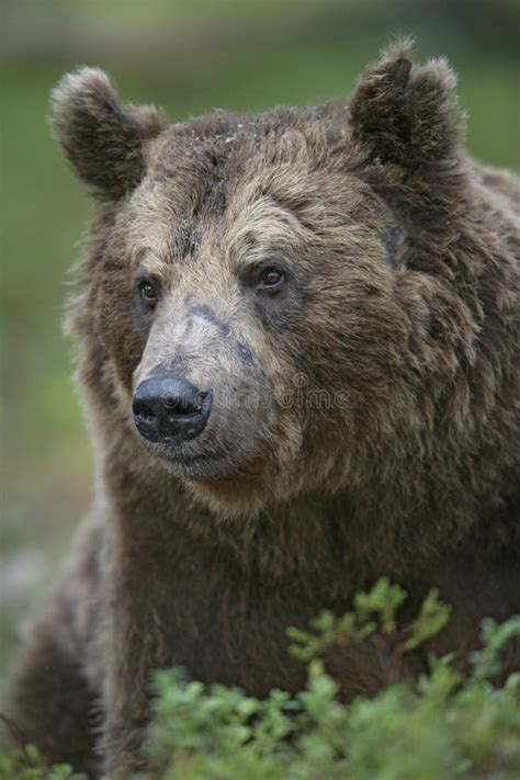 European Brown Bear Ursus Arctos Arctos Stock Photo Image Of Large