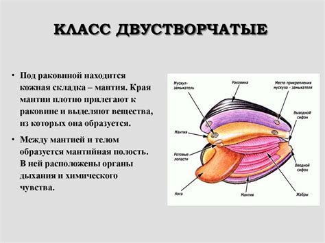 Сравнительная характеристика классов типа Моллюски - online presentation