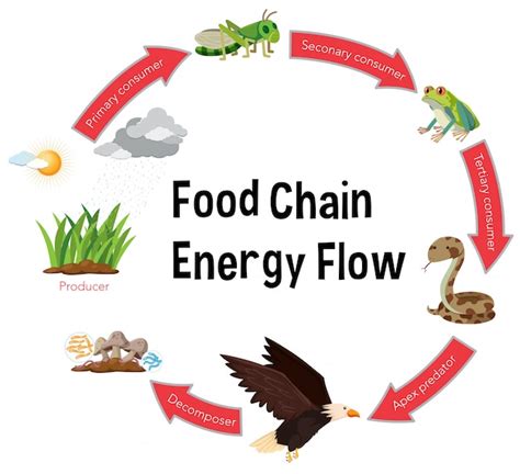 Energy Flow Ecosystem Food Chain Diagram Food Web Food Chin Border ...