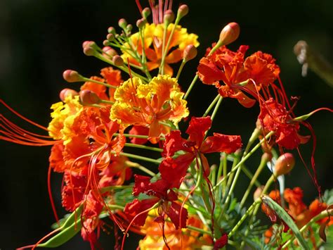 Pride Of Barbados Plant Plant Corz