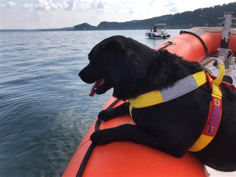 Palunuro Cani Bagnino Salvano Cinque Ragazzi Comunicare Il Sociale