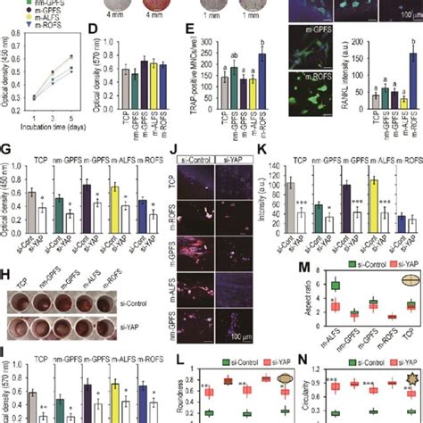 PDLF exerts different proliferating and differentiating potentials in ... 