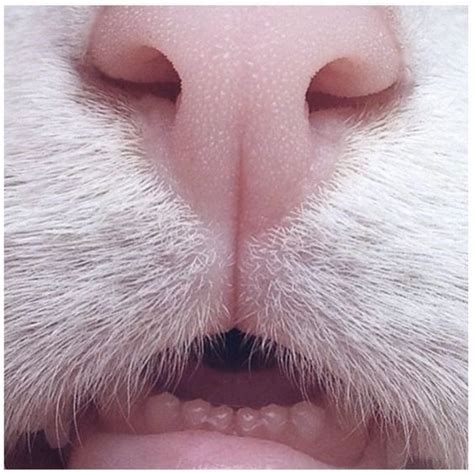 16 Cat Noses Zoomed In That Are Too Cute To Ignore Cutesypooh Cat