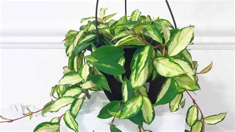 14 Types Of Variegated Hoya Plants A Z Animals