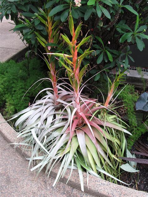 Triggering Flowering Response In Bromeliads | What Grows There :: Hugh Conlon, Horticulturalist ...