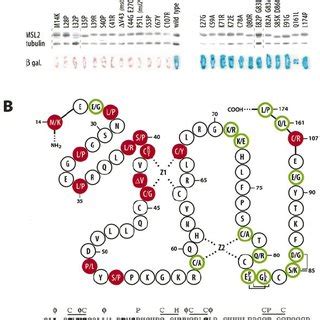 Results Of Reverse Two Hybrid Screening All Mutations Were Isolated By