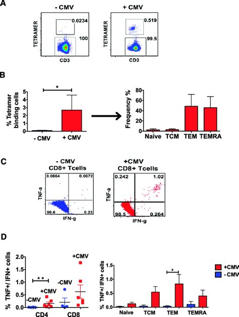 Analysis Of Cmv Specific Cd T Cells Using Peptide Stimulation And