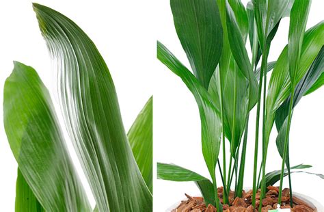 Aspidistra Verzorging Tips Informatie 123planten Nl