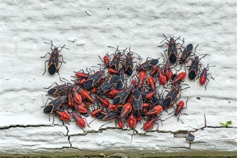 How To Get Rid Of Boxelder Bugs Complete Sure Home