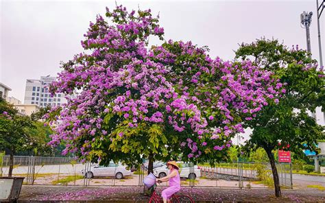 Cây Bằng lăng Đặc điểm phân loại cách trồng và cách chăm sóc