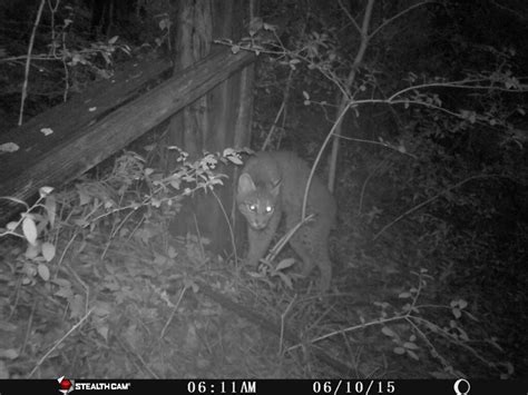 Bobcat - Edisto Island Open Land Trust, South Carolina