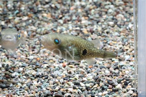 インドエメラルドパファー｜飼育方法（飼い方・餌・水温・混泳などについて）｜熱帯魚図鑑｜熱帯魚の飼育・混泳・繁殖・病気など