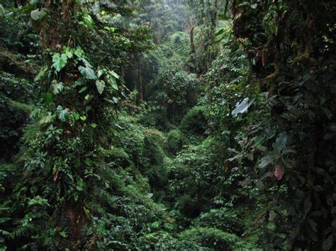 Bird Watching Tour Monteverde Costa Rica