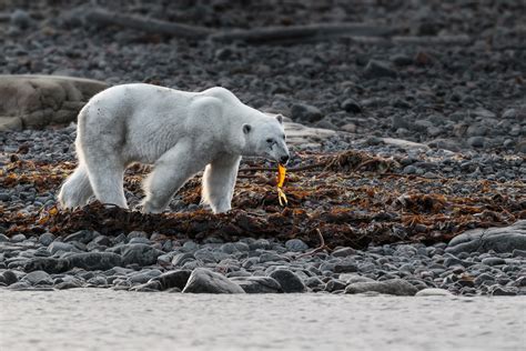 Polar Bear Eats Seaweed On The Beach • Animal Photo Prints For Sale