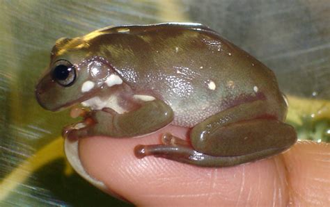 ScienceShot How Tree Frogs Keep Their Feet Sticky Science AAAS