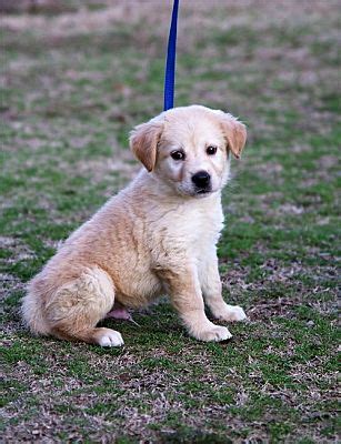 Olive Branch Ms Labrador Retriever Golden Retriever Meet Rhett A