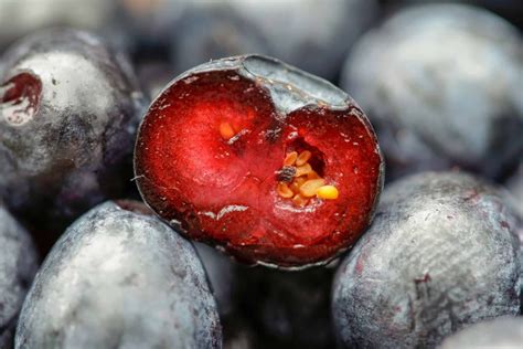 What Does The Inside Of A Blueberry Look Like With Pics Cuisine Seeker