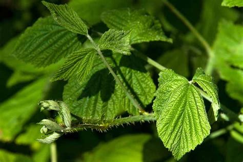 How To Prune Blackberries Gardeners Path