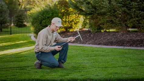 Why Your Lawn Is Yellow And How To Fix It Stewart S Lawn