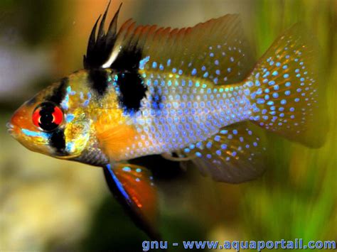 Mikrogeophagus Ramirezi Ramirezi