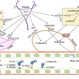 The Cellular Mechanisms For Regulation Of Cerebral Blood Flow Through