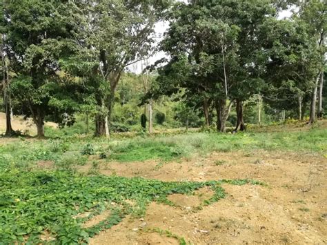 Agricultural Land Sq Ft Tt In Central Land For