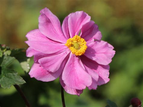 Japan Herbst Anemone Königin Charlotte Anemone Japonica Königin