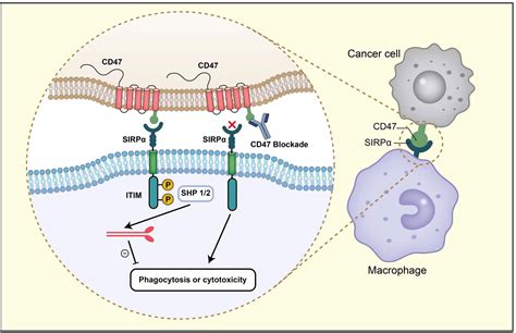 Frontiers Targeting Cd As A Novel Immunotherapy For Breast Cancer