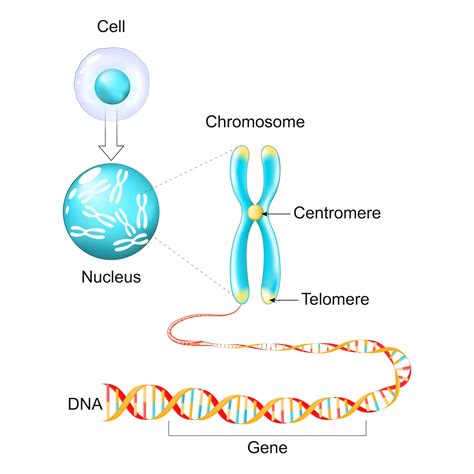 Decoding the Enigmatic Male Y Chromosome: Unraveling its Functionality ...