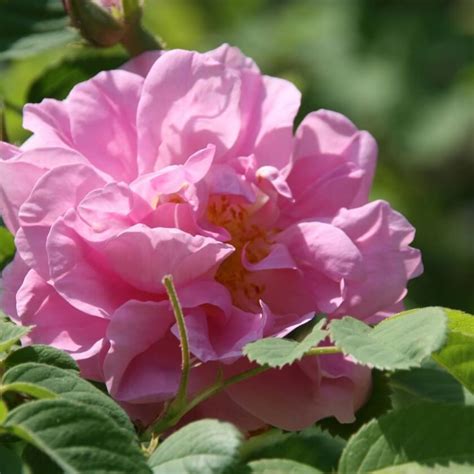 Damaszener Rose Rosa Damascena