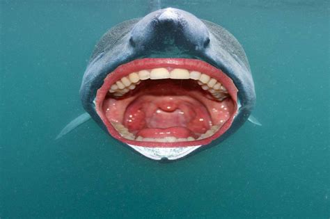 22 Sharks With Human Teeth Pictures That Are Just Ridiculous