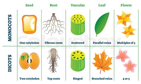 Monocots and dicots vector illustration. Labeled comparison division ...