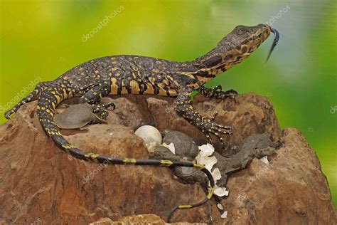 Un Joven Lagarto Salvador Est Listo Para Aprovecharse De Las Tortugas