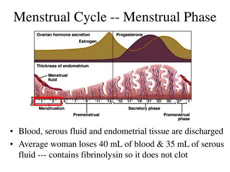 Ppt Chapter 28 The Female Reproductive System Powerpoint Presentation