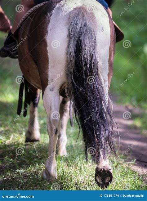 Horse`s tail in close-up stock photo. Image of animal - 175851770