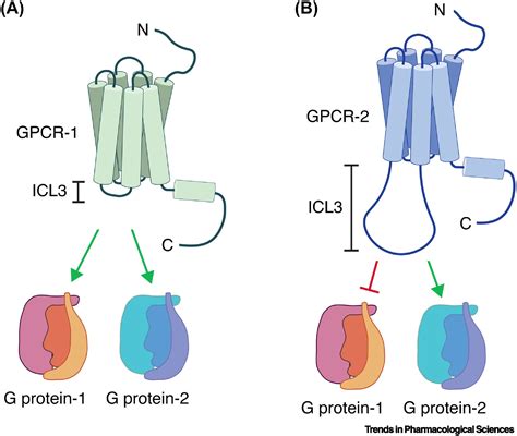 The Third Intracellular Loop Of GPCRs Size Matters Trends In