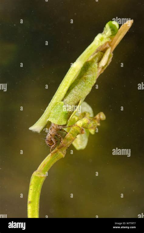 Case Building Caddisfly Larva Trichoptera Collecting Plant Material