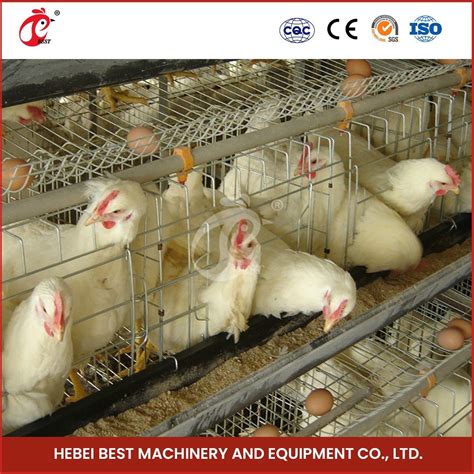 Bestchickencage Ordinary Type Layer Cage China Geodesic Dome Chicken