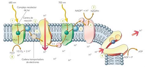 Biología Las Etapas De La Fotosíntesis Alpha Squad