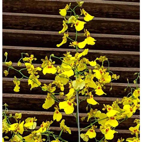 Como cuidar orquídea chuva de ouro Entrega online orquídeas