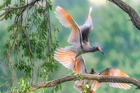 From 7 to 4,400: The crested ibis conservation success story - CGTN